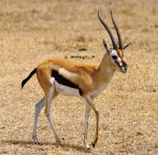 gazelle是什么意思