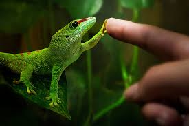 gecko是什么意思