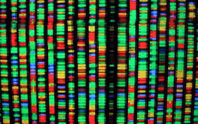 genome是什么意思