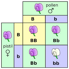 genotype是什么意思