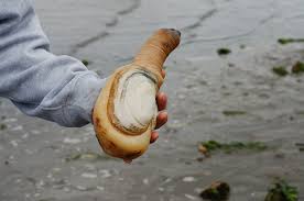 geoduck是什么意思