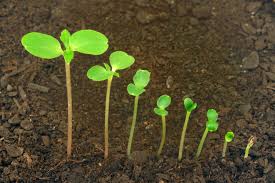 germinate是什么意思