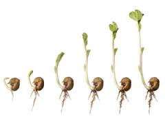 germination是什么意思