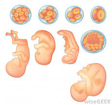 gestation是什么意思