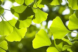 ginkgo是什么意思