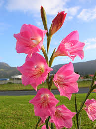 gladiolus是什么意思