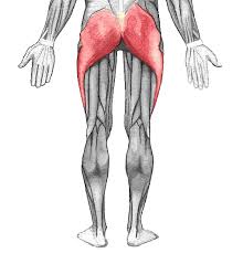gluteal是什么意思