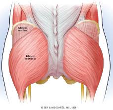 gluteus是什么意思