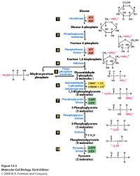 glycolysis是什么意思