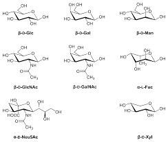 glycoprotein是什么意思