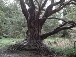 gnarled是什么意思