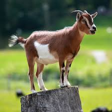 goat是什么意思