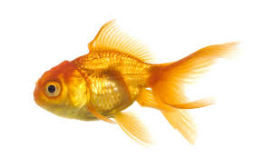 goldfish是什么意思