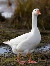 goose是什么意思