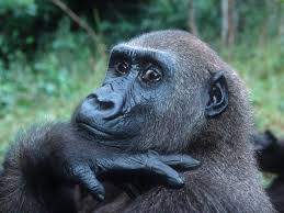 gorilla是什么意思
