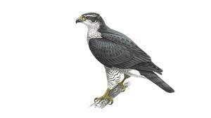 goshawk是什么意思