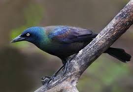 grackle是什么意思