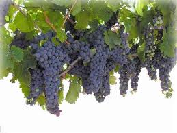grapevine是什么意思