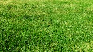 grass是什么意思