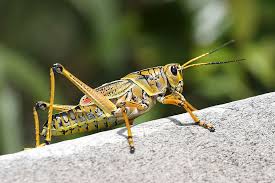 grasshopper是什么意思