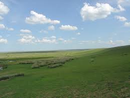 grassland是什么意思