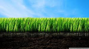 grassroots是什么意思