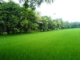 greenery是什么意思