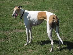 greyhound是什么意思