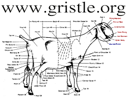 gristle是什么意思