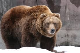 grizzly是什么意思