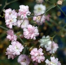 gypsophila是什么意思