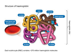 haemoglobin是什么意思