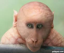 hairless是什么意思