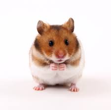 hamster是什么意思