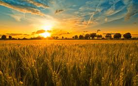 harvest是什么意思