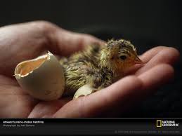 hatchling是什么意思