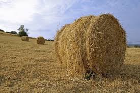 haystack是什么意思