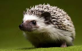 hedgehog是什么意思
