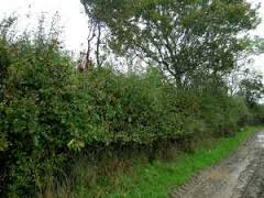 hedgerow是什么意思
