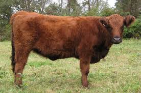 heifer是什么意思