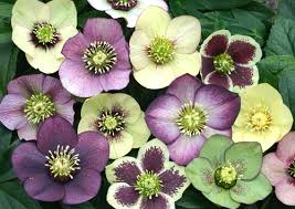 hellebore是什么意思