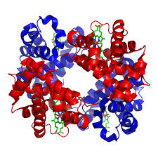 hemoglobin是什么意思