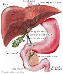hepatic是什么意思