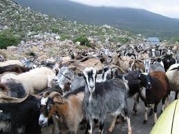 herd是什么意思