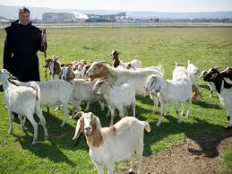 herdsman是什么意思