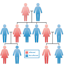 heredity是什么意思