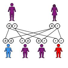 heritable是什么意思