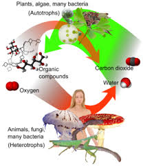 heterotroph是什么意思