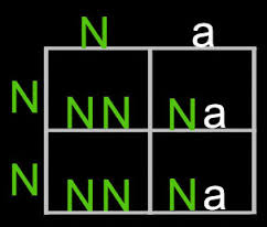 heterozygous是什么意思