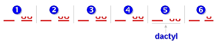 hexameter是什么意思